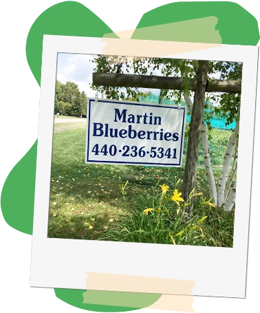 photo of the Martin Blueberries roadside sign, styled like a polaroid with masking tape, sitting on top of an organic green shape