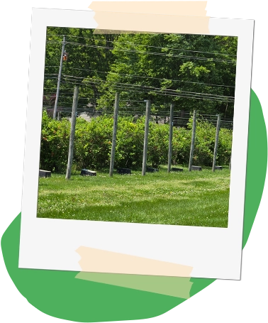 photo of our Cleveland blueberry farm: the Martin Blueberries berry bushes styled like a polaroid with masking tape, sitting on top of an organic green shape