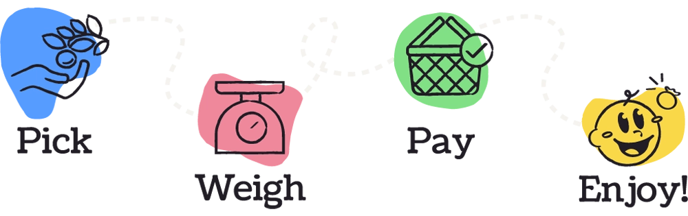 illustration of the u-pick process at Martin Blueberries—a series of icons and accompanying text for Pick (a hand picking a blueberry off of a bush on a blue background), Weigh (a scale on a pink background), Pay (a picnic basket with a checkmark on a green background), Enjoy (a smiling baby looking at a blueberry on a yellow background)