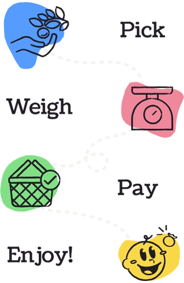 illustration of the u-pick process at Martin Blueberries—a series of icons and accompanying text for Pick (a hand picking a blueberry off of a bush on a blue background), Weigh (a scale on a pink background), Pay (a picnic basket with a checkmark on a green background), Enjoy (a smiling baby looking at a blueberry on a yellow background)
