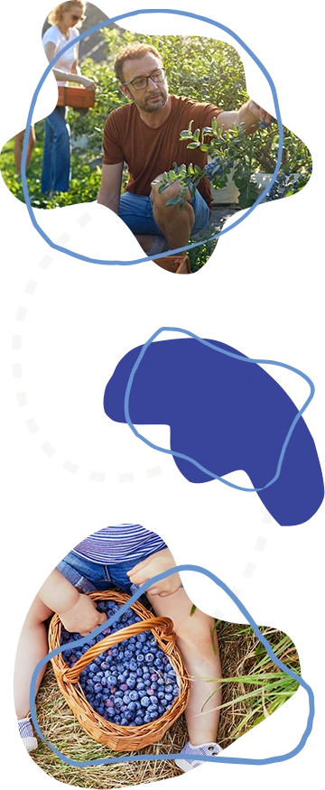 two images cut out into organic shapes with light blue, crayon-inspired line shapes overlaying them: a man picking blueberries off of a bush with a woman in the background, and a close-up of a child sitting with a basket overflowing with blueberries between his legs.