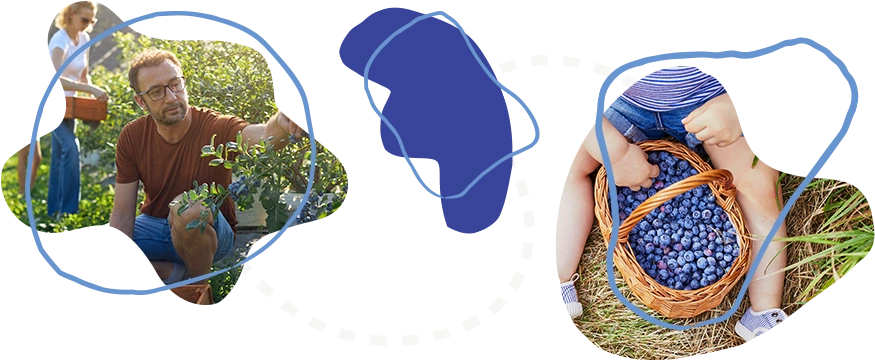 two images cut out into organic shapes with light blue, crayon-inspired line shapes overlaying them: a man picking blueberries off of a bush with a woman in the background, and a close-up of a child sitting with a basket overflowing with blueberries between his legs.
